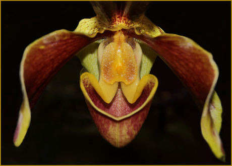 Venusschoentje (Paphiopedilum)