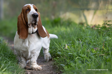 Bassethound