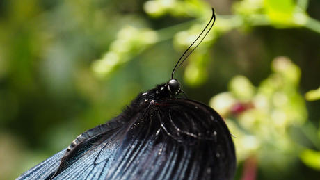 Butterfly - Malaysia