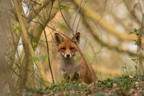 Vos in het Staelduynse Bos