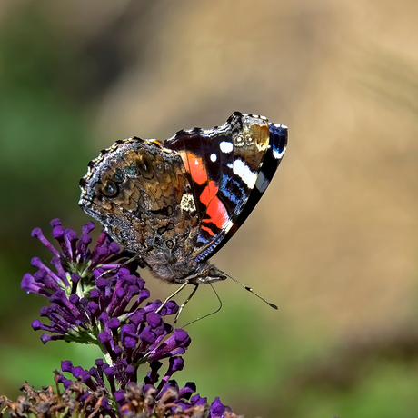 Atalanta (Vanessa atalanta)