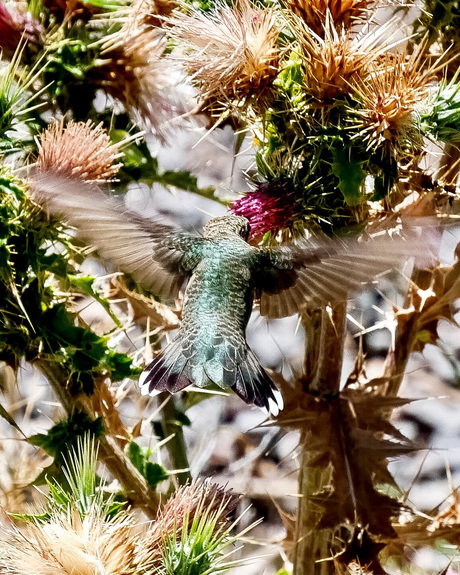 Mannetjes kolibrie