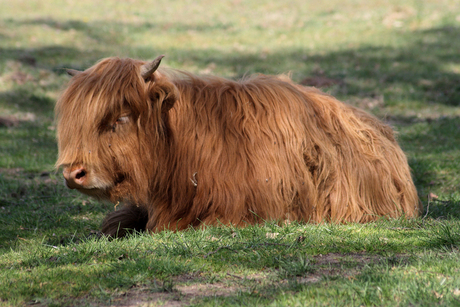 Schotse Hooglander