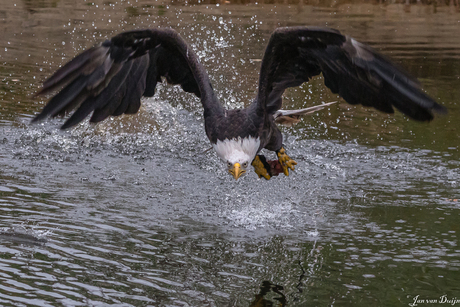 Angry bird