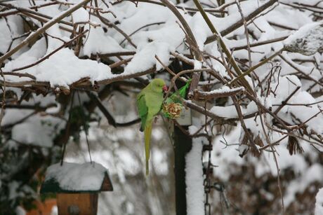 Hoe overleef ik in de sneeuw