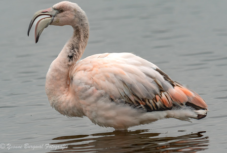 Jonge Flamingo 