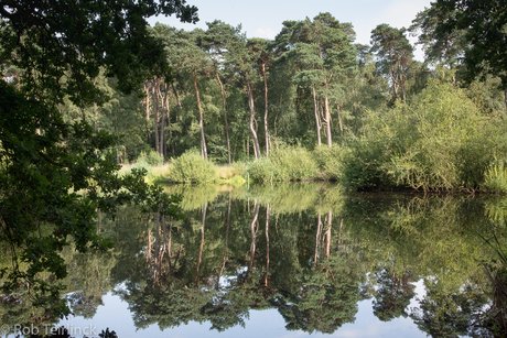 Staarte Duinen
