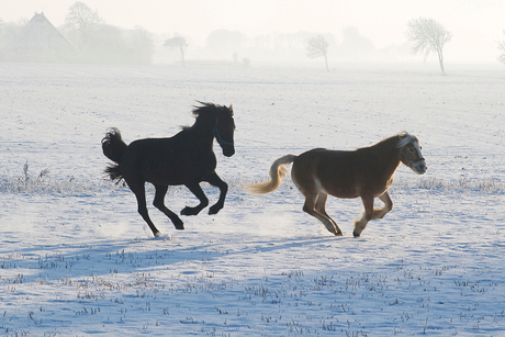 paarden in winters landschap.jpg