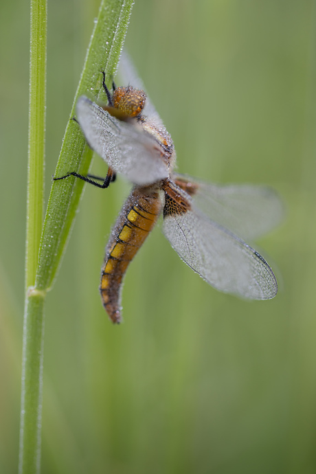 Libelle hangend