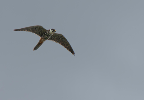Mooie roofvogel