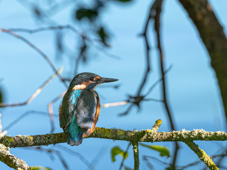 IJSvogel