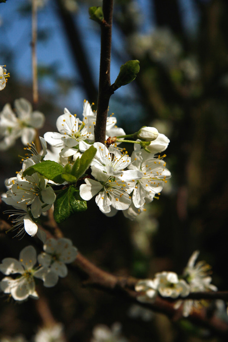 bloemen