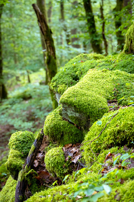 Het bos in Bohan