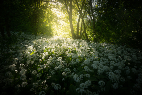 A Smelly Morning