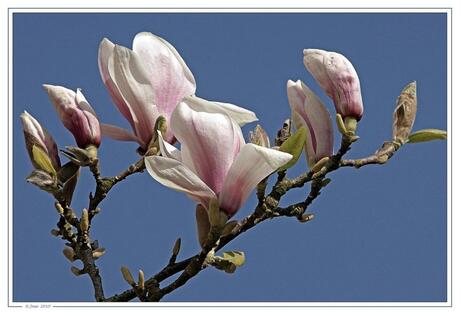 Bloeiende magnolia.