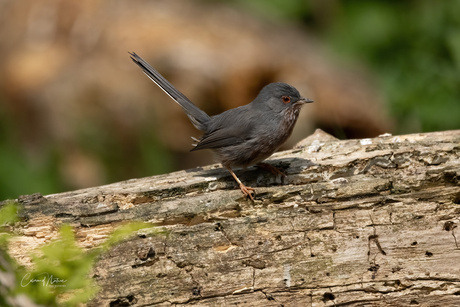 Provencaalse grasmus 