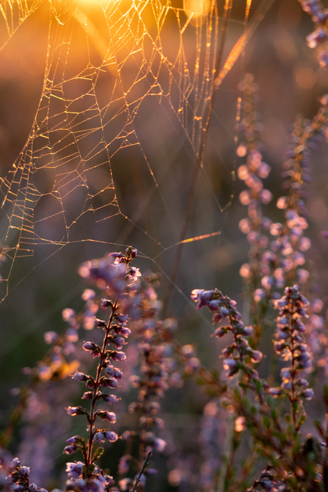 Close up spinnenweb