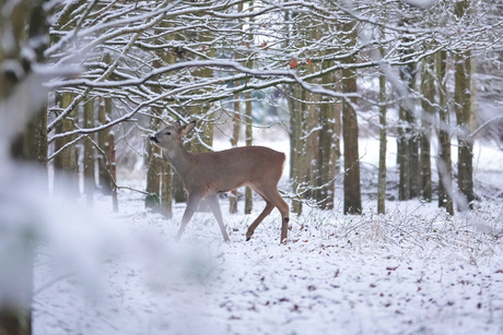 Reegeit in winterwonderland