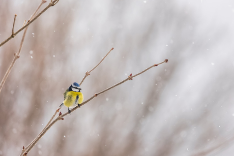 sneeuwballetje