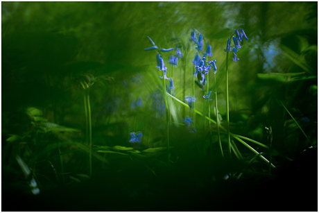 Bluebell Fairytale