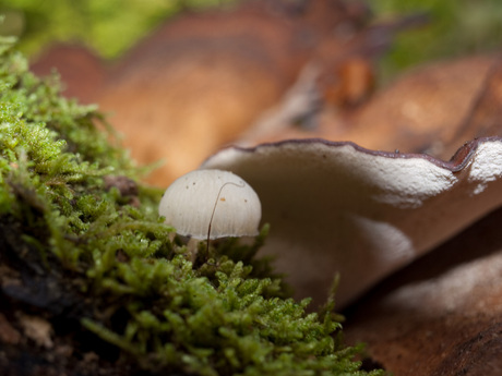 Herfst: magische paddestoel