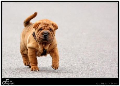 sharpei