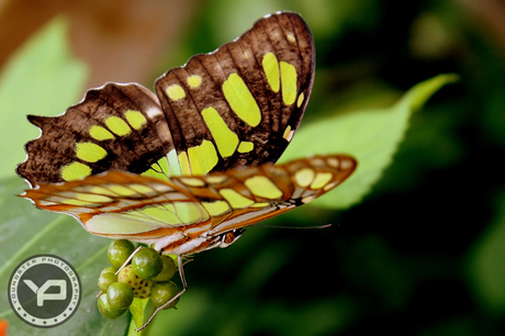 Groene vlinder
