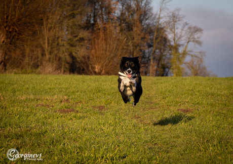 Bo in actie