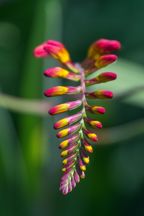 Crocosmia 'Lucifer'