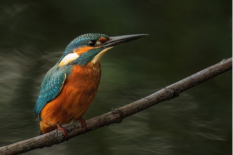 Alcedo atthis - IJsvogel