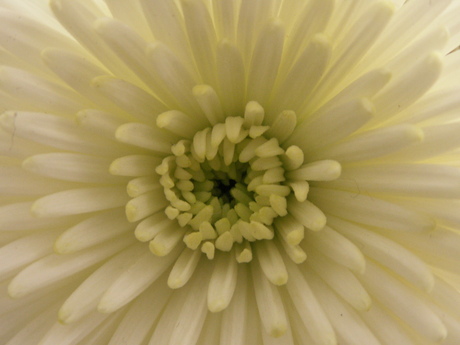 Chrysant wit