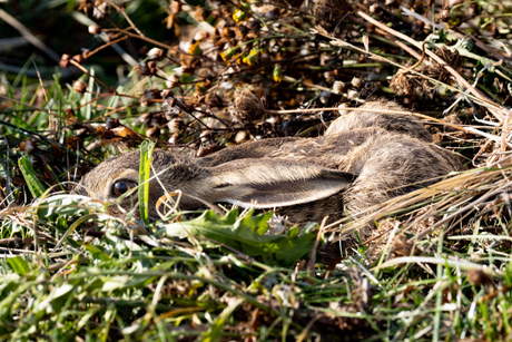 Haas verborgen in het gras