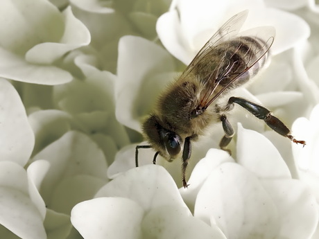 Maya de behangerij, voor al uw honing en behangklussen? What's in a name?