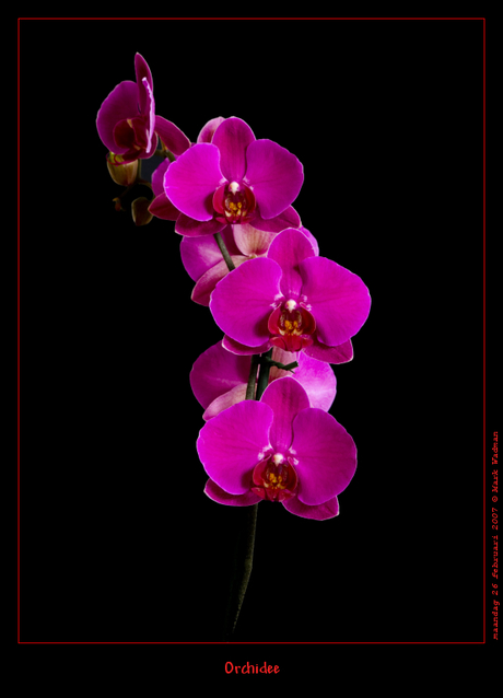 Orchidee