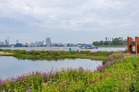Eiland van Brienenoord