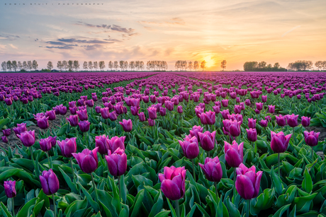 Sunset tulips