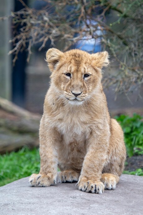 Leeuwenwelp Blijdorp