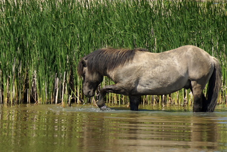 Konik / Oostvaardersplassen