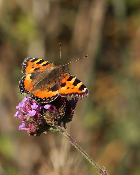 Aglais urticae