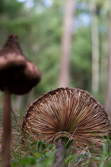 Paddenstoelen in de Kampina