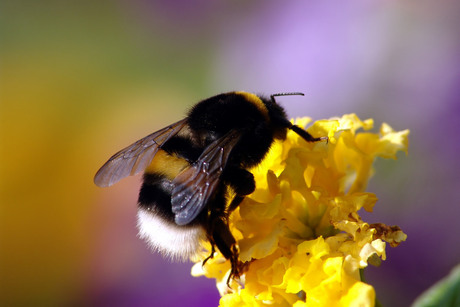 Hommel van dichtbij