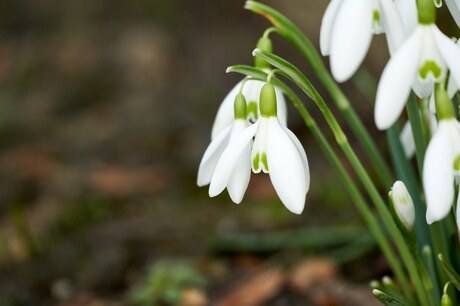 De lente komt