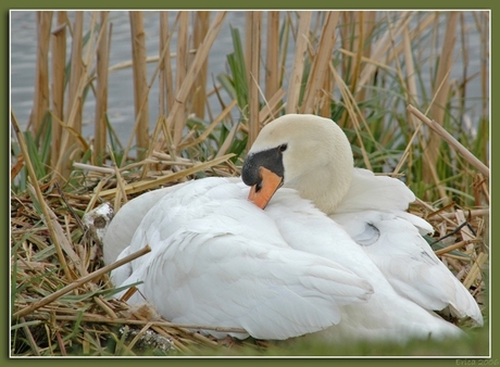 Zwaan op nest