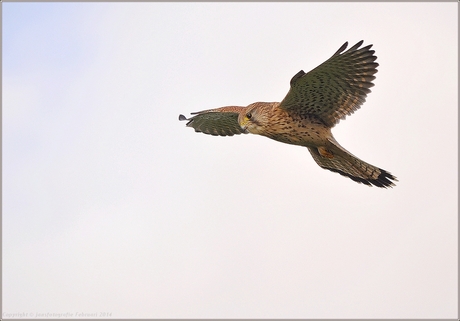 hangend boven het veld