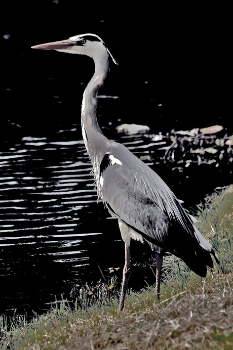 Reiger