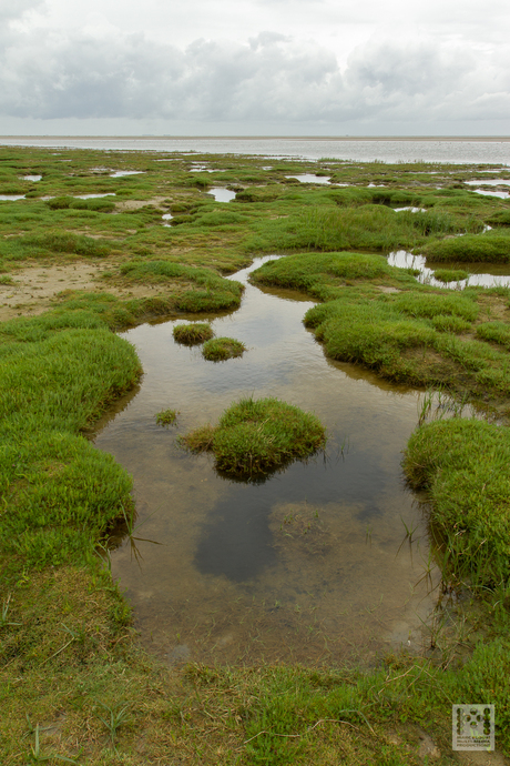 Kwelderlandschap langs de kust op Ameland