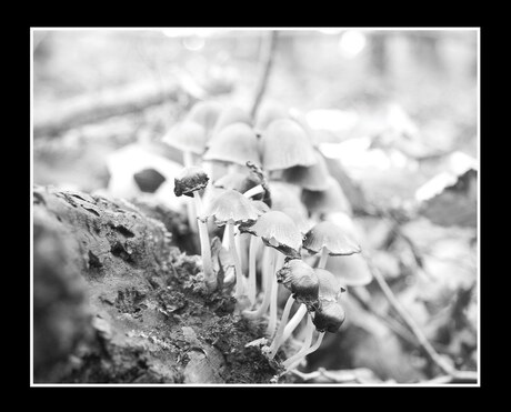 paddenstoelen 04