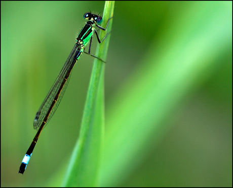 libellule verte