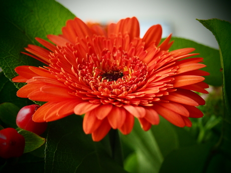 red flower