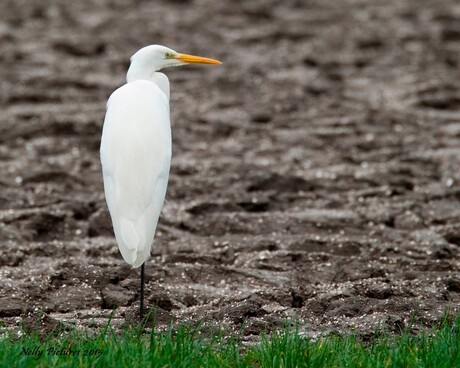 Witte reiger in de prut